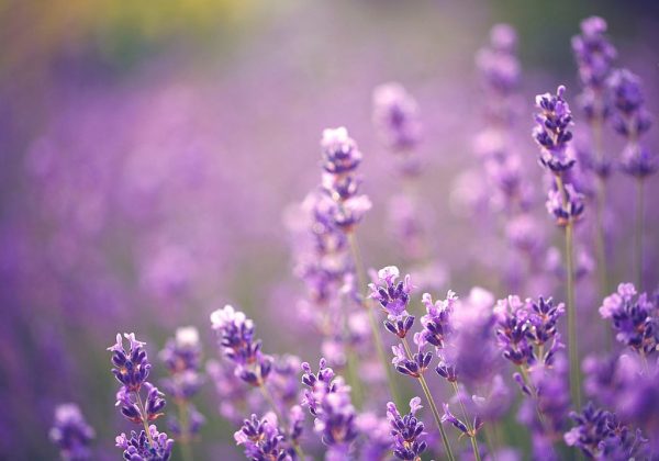 lavanda 1 naturaleza