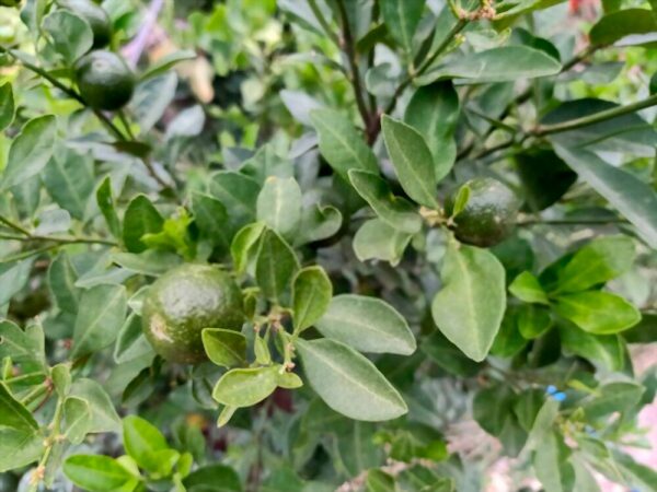 mandarina naturaleza